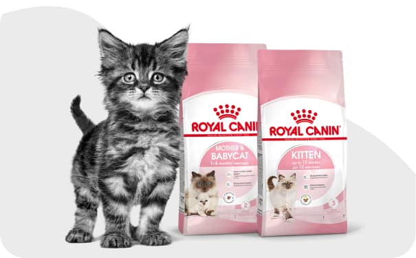 Котенок рядом с кормом Royal Canin.