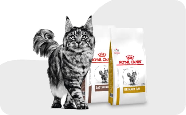 Кошка рядом с кормом Royal Canin.