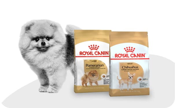 Собака рядом с кормом Royal Canin.