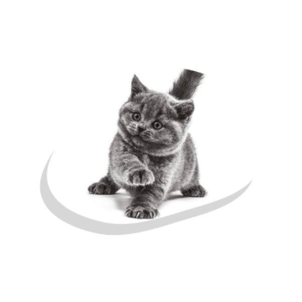 Первый день котенка в новом доме