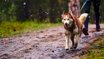 Бег и каникросс