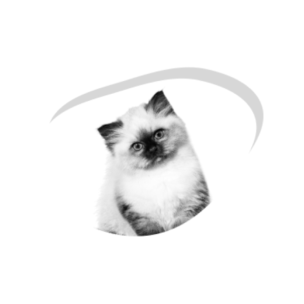 Новые впечатления для котенка при кормлении