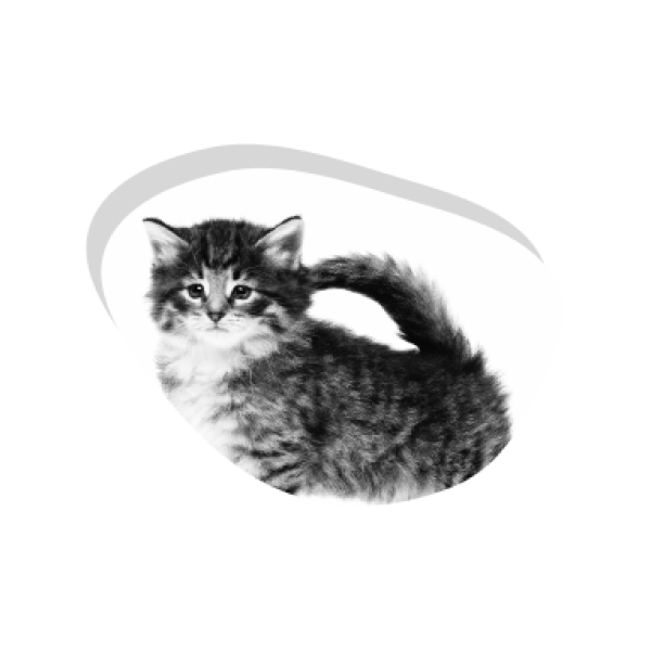 Первая консультация с котенком у ветеринарного врача