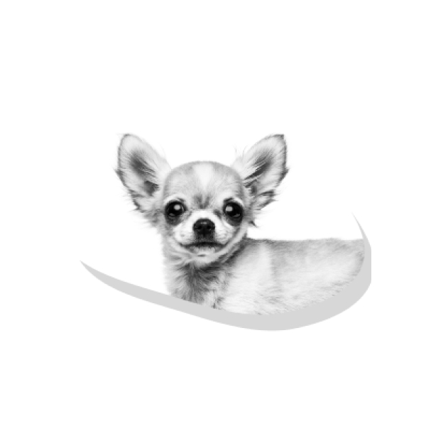 Этапы роста щенка