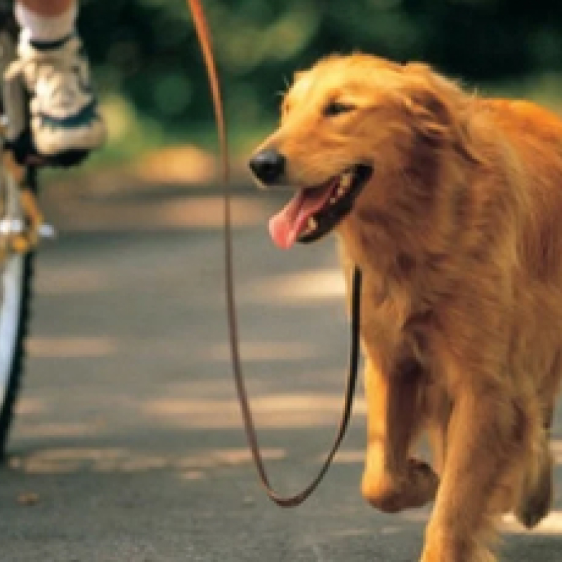 Байк-джоринг, или прогулки на велосипеде в сопровождении собаки