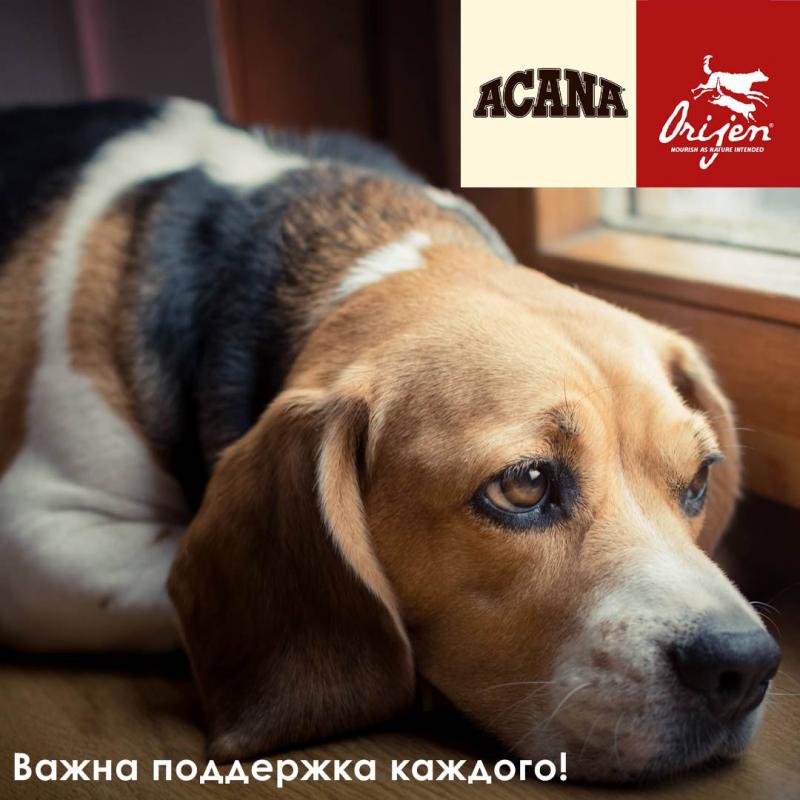 О текущей ситуации с кормами ACANA и ORIJEN