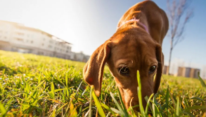 Док-дайвинг