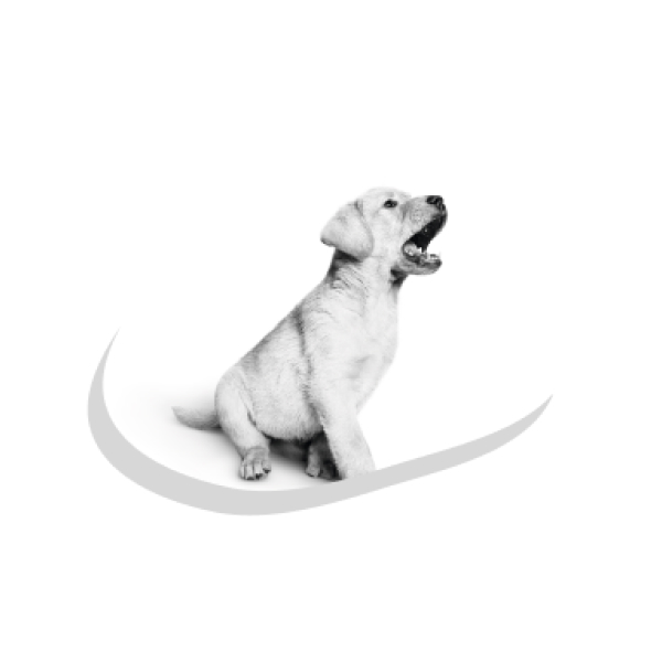 Первый день щенка в новом доме